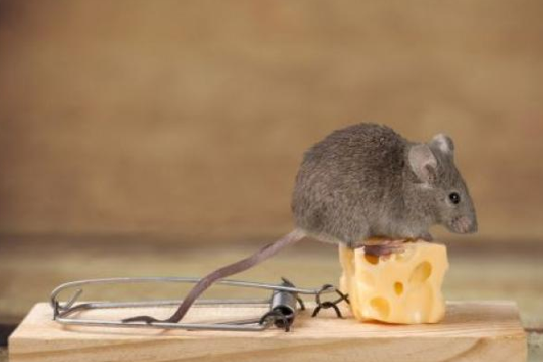 diy diet chuot01 4a49c3319fba42868109576bb633c383 grande